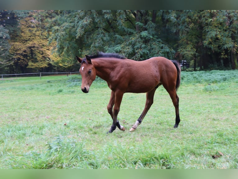 Quarter horse américain Étalon Poulain (05/2025) 152 cm Bai brun in Neuwied
