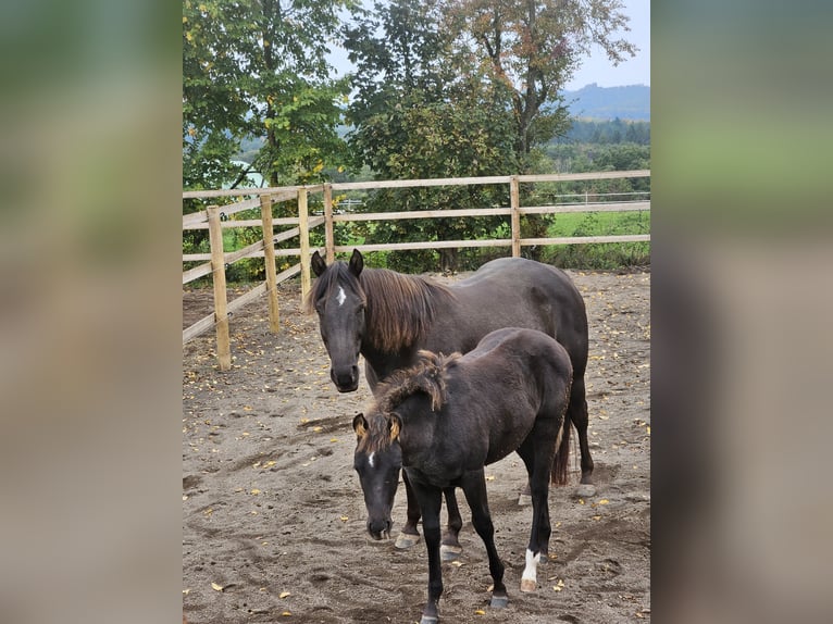 Quarter horse américain Étalon Poulain (05/2025) 152 cm Noir in Niederscheidweiler