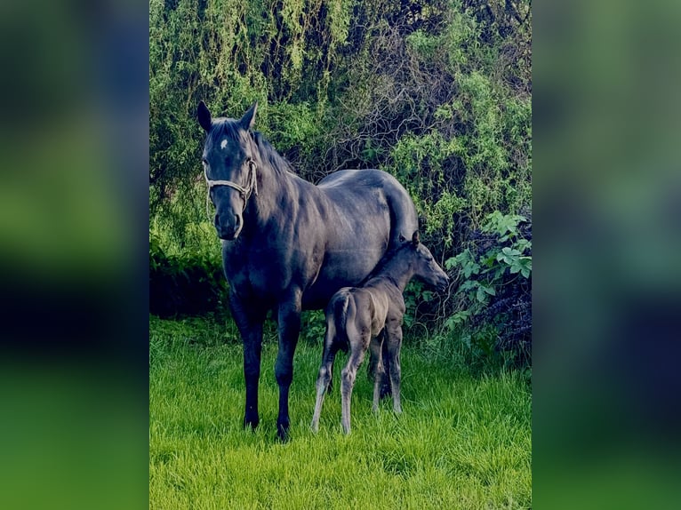 Quarter horse américain Étalon Poulain (05/2025) 152 cm Noir in Skrzysz&#xF3;w