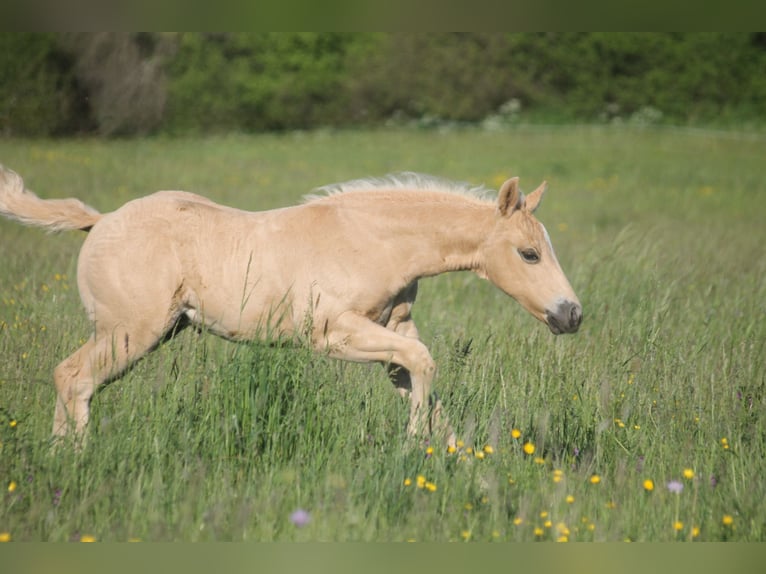 Quarter horse américain Étalon Poulain (04/2026) 152 cm Palomino in Haigerloch