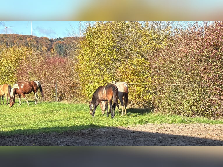 Quarter horse américain Étalon Poulain (05/2025) 152 cm Roan-Bay in H&#xF6;ringen