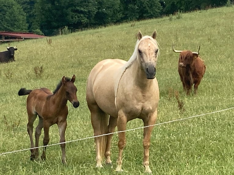 Quarter horse américain Étalon Poulain (05/2025) 152 cm Roan-Bay in H&#xF6;ringen