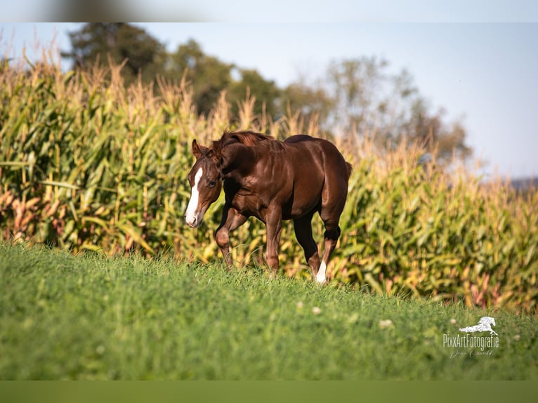Quarter horse américain Étalon Poulain (05/2025) 153 cm Alezan brûlé in Senden