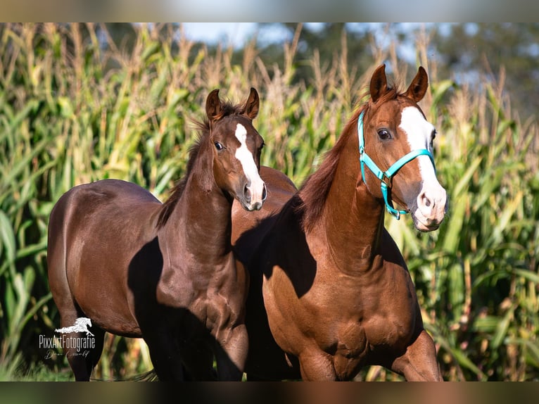 Quarter horse américain Étalon Poulain (05/2025) 153 cm Alezan brûlé in Senden