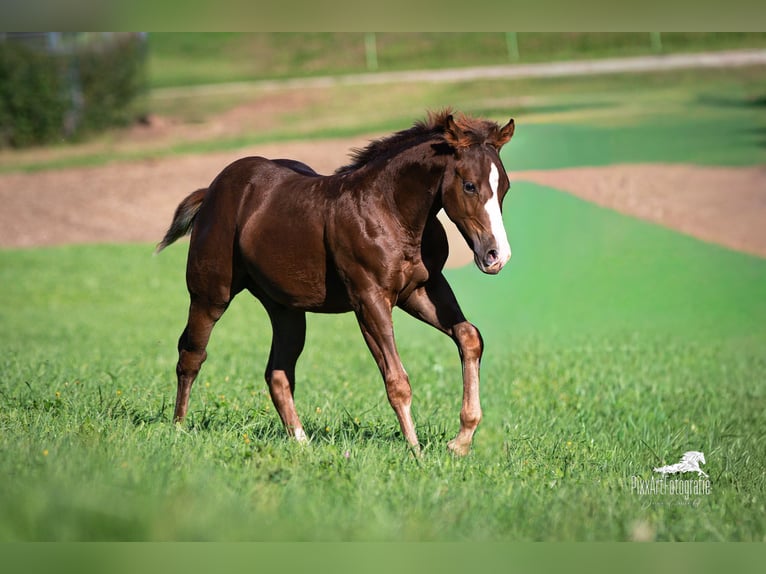 Quarter horse américain Étalon Poulain (05/2025) 153 cm Alezan brûlé in Senden