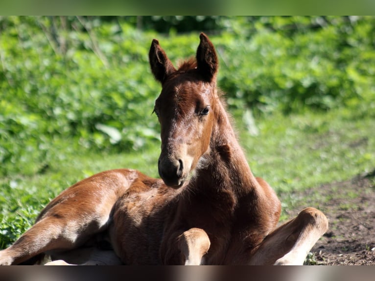 Quarter horse américain Étalon Poulain (03/2025) 153 cm Alezan brûlé in Steinebrunn Quarter horse américain Étalon Poulain (03/2025) 153 cm Alezan brûlé in Steinebrunn