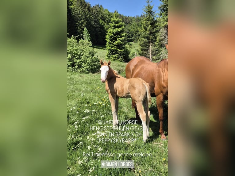 Quarter horse américain Étalon Poulain (05/2026) 153 cm Alezan dun in Steinen