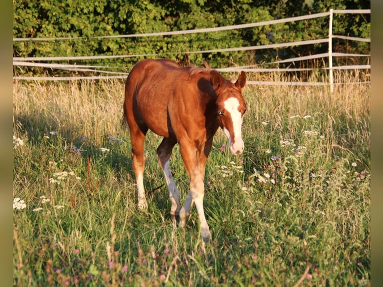 Quarter horse américain Étalon Poulain (04/2025) 153 cm Alezan in Breitenbach