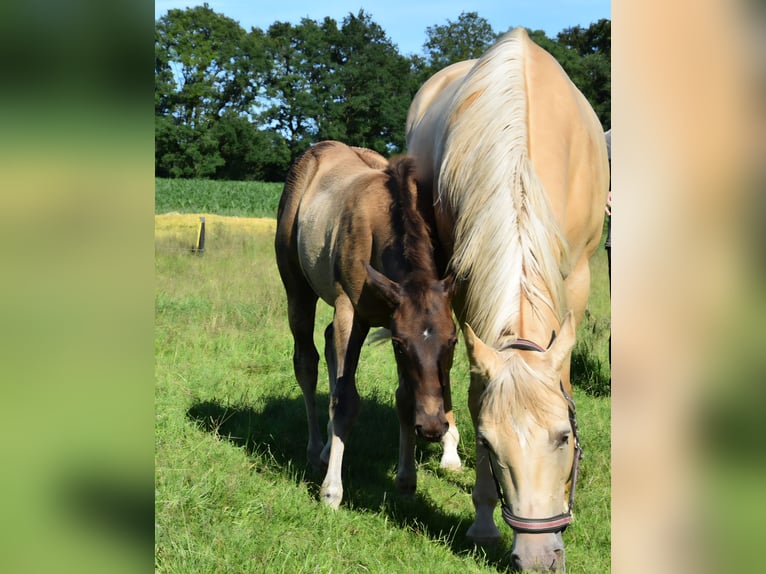 Quarter horse américain Étalon Poulain (03/2026) 153 cm Buckskin in Nordhorn