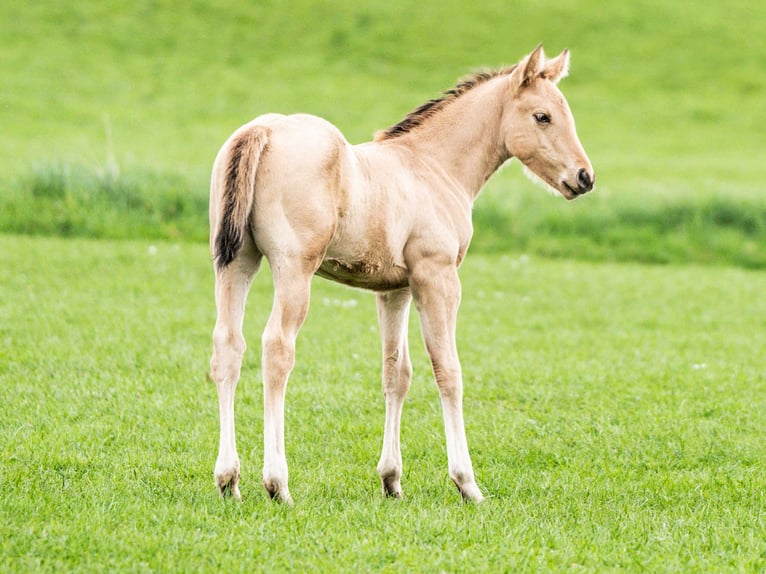 Quarter horse américain Étalon Poulain (02/2024) 153 cm Buckskin in Herzberg am Harz