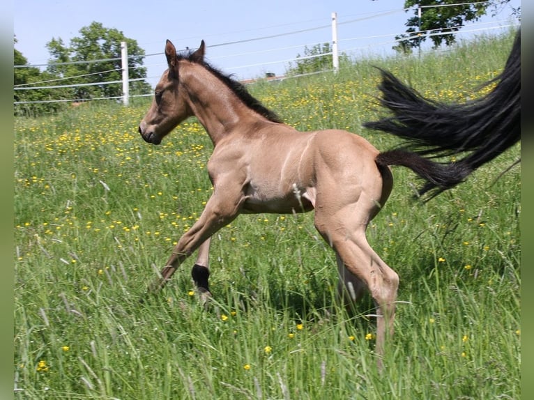 Quarter horse américain Étalon Poulain (05/2024) 153 cm Buckskin in Langenbach