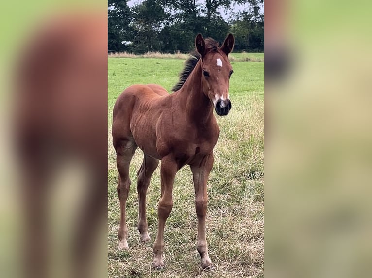 Quarter horse américain Étalon Poulain (06/2026) 154 cm Bai in Bad Zwischenahn