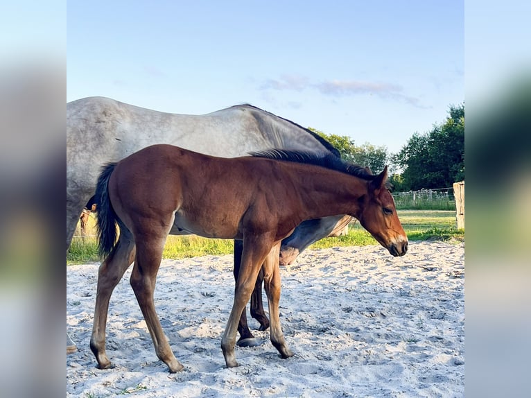 Quarter horse américain Étalon Poulain (06/2026) 154 cm Bai in Bad Zwischenahn