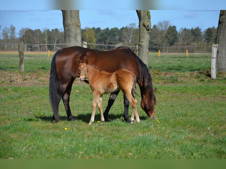 Quarter horse américain Étalon Poulain (03/2026) 154 cm Champagne in Nordhorn