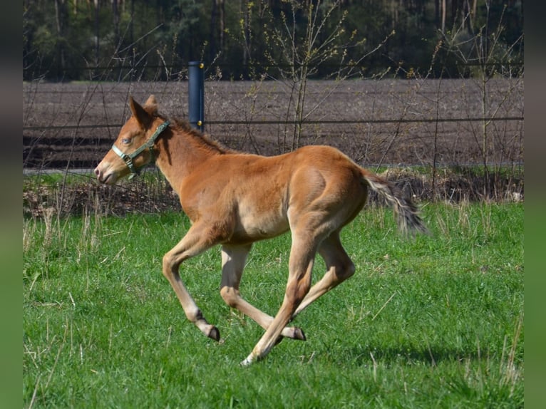 Quarter horse américain Étalon Poulain (03/2026) 154 cm Champagne in Nordhorn