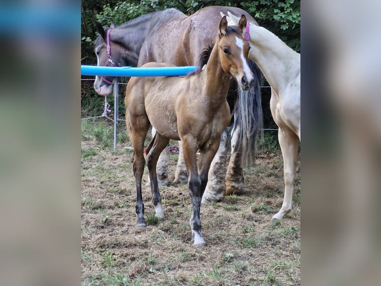 Quarter horse américain Étalon Poulain (04/2024) 154 cm Isabelle in Ternitz