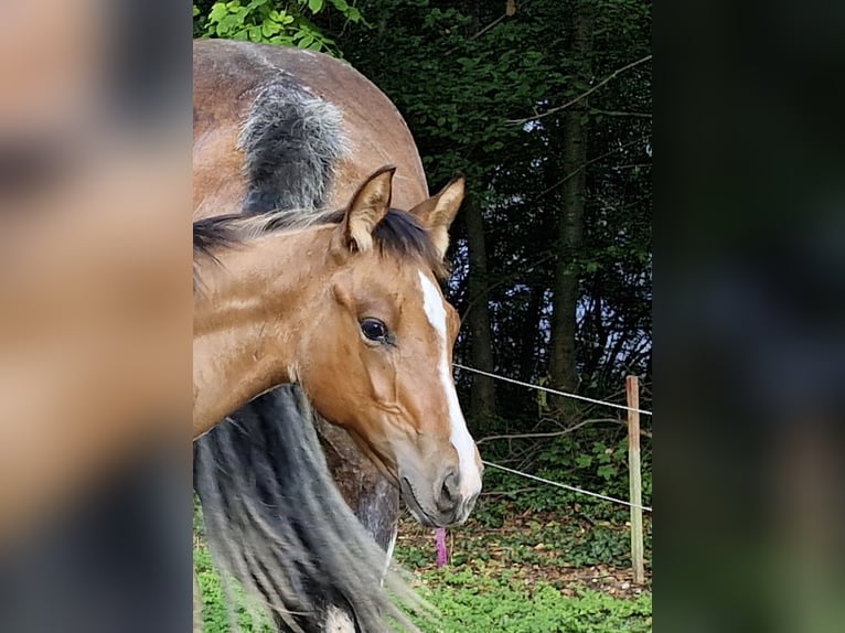 Quarter horse américain Étalon Poulain (04/2024) 154 cm Isabelle in Ternitz