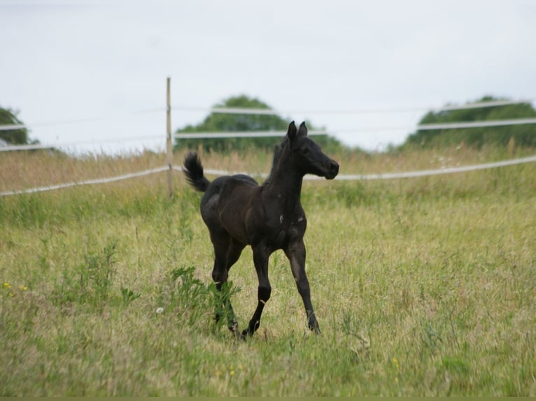 Quarter horse américain Étalon  154 cm Rouan Bleu in Breitenbach