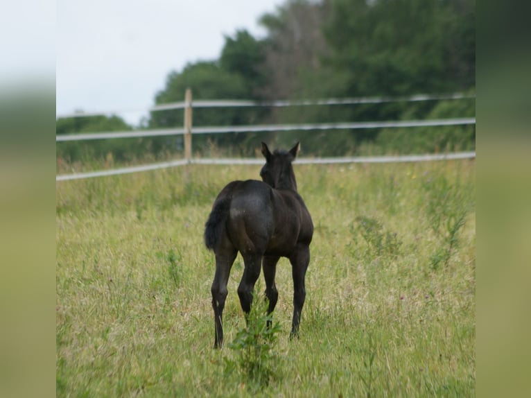 Quarter horse américain Étalon  154 cm Rouan Bleu in Breitenbach