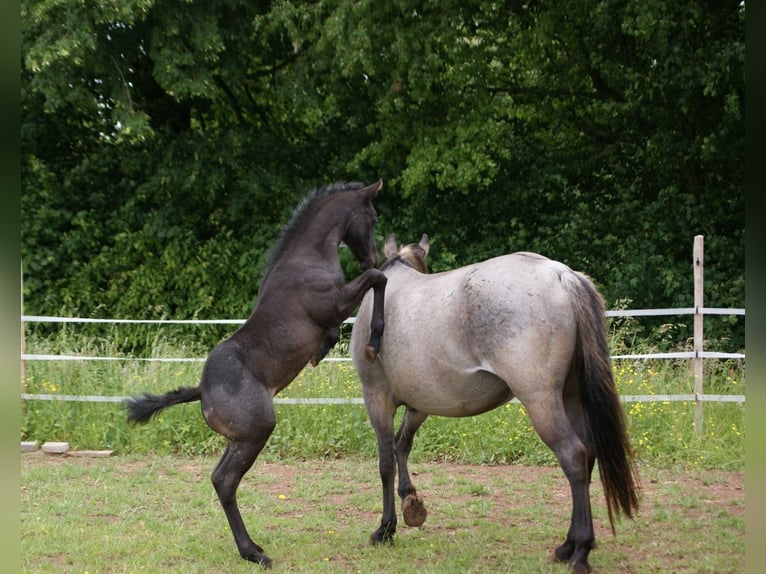 Quarter horse américain Étalon  154 cm Rouan Bleu in Breitenbach
