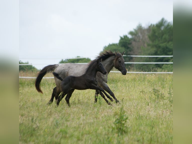 Quarter horse américain Étalon  154 cm Rouan Bleu in Breitenbach