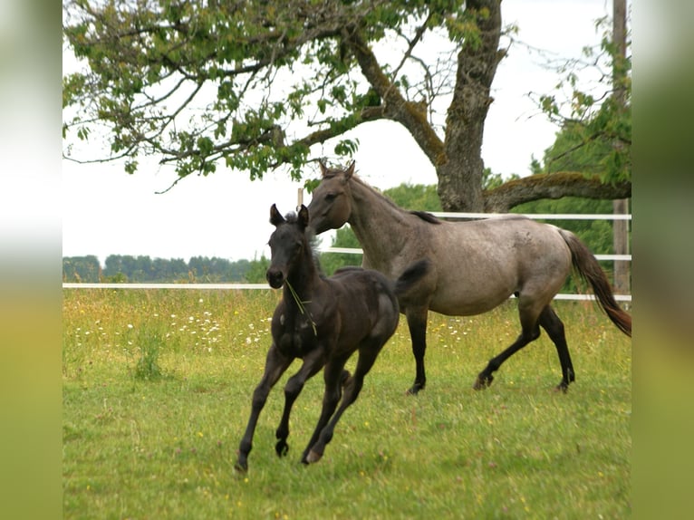 Quarter horse américain Étalon  154 cm Rouan Bleu in Breitenbach