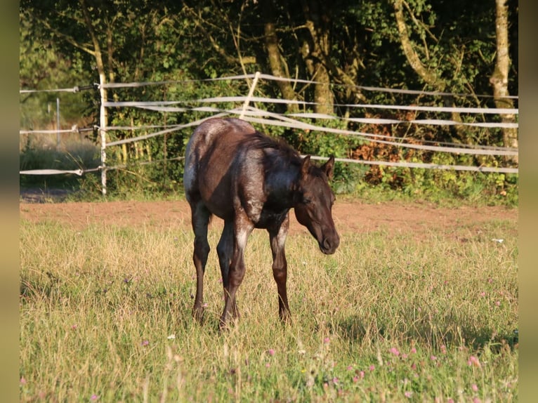 Quarter horse américain Étalon Poulain (04/2025) 154 cm Rouan Bleu in Breitenbach
