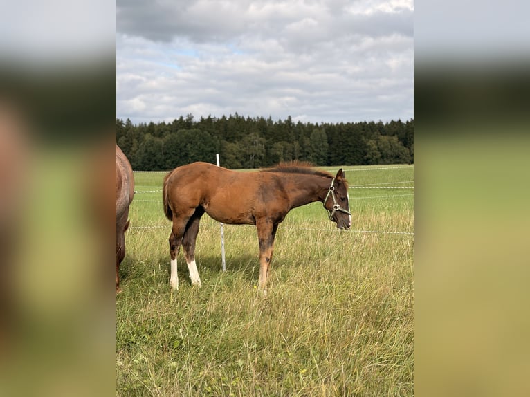 Quarter horse américain Étalon Poulain (04/2026) 155 cm Alezan brûlé in Helmbrechts