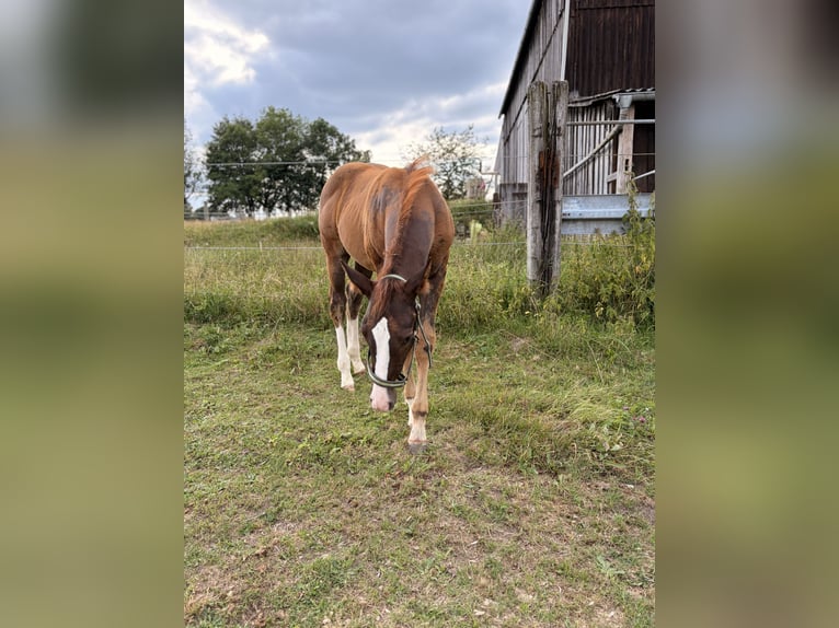 Quarter horse américain Étalon Poulain (04/2026) 155 cm Alezan brûlé in Helmbrechts