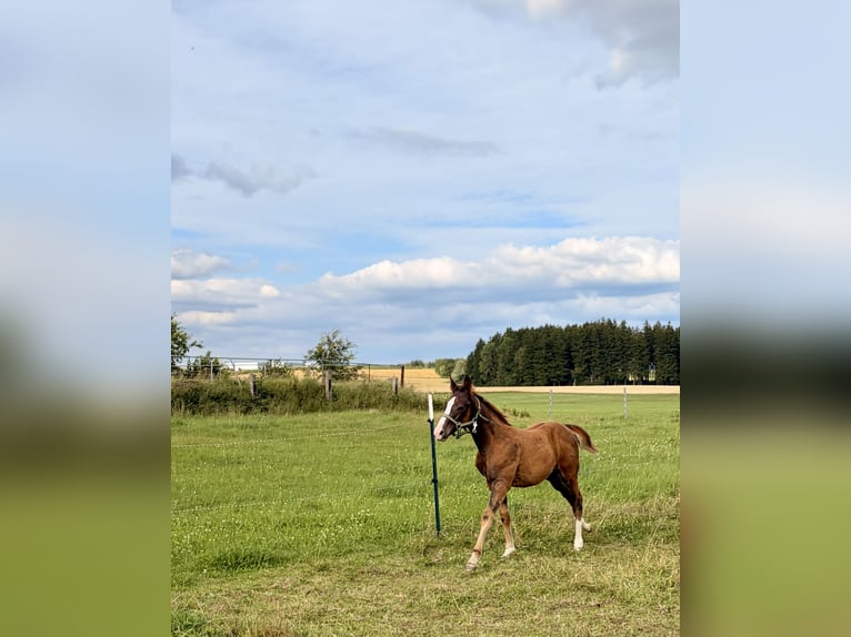 Quarter horse américain Étalon Poulain (04/2026) 155 cm Alezan brûlé in Helmbrechts
