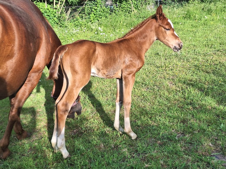 Quarter horse américain Étalon Poulain (05/2026) 155 cm Alezan in Baumholder