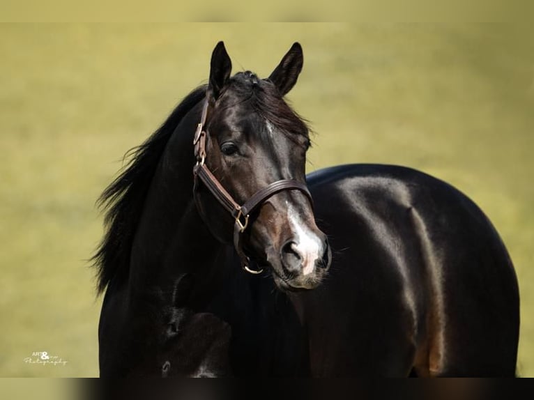 Quarter horse américain Étalon Poulain (04/2026) 155 cm Bai brun in Rosenfeld