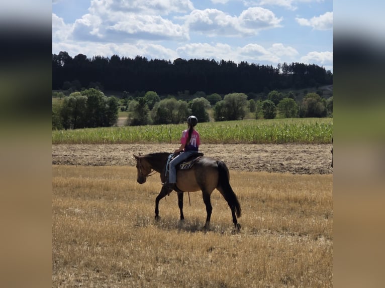 Quarter horse américain Étalon Poulain (04/2026) 155 cm Bai brun in Rosenfeld