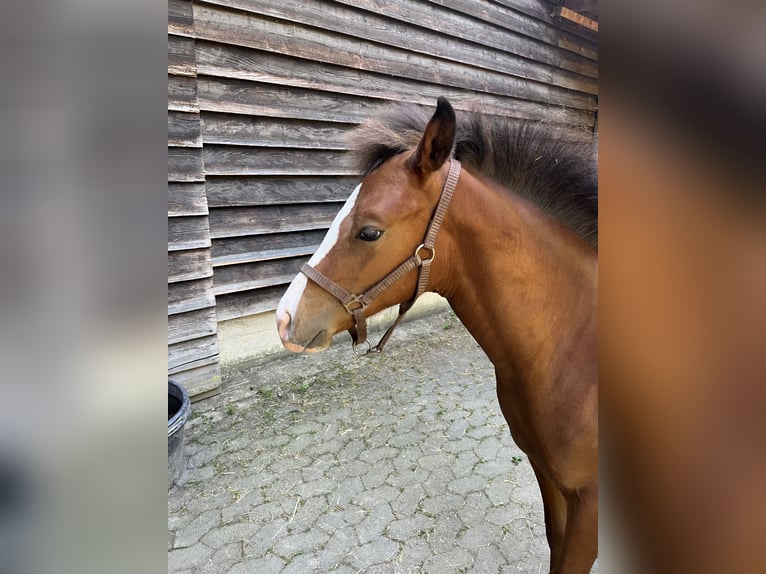 Quarter horse américain Étalon Poulain (04/2026) 155 cm Bai in Adenau