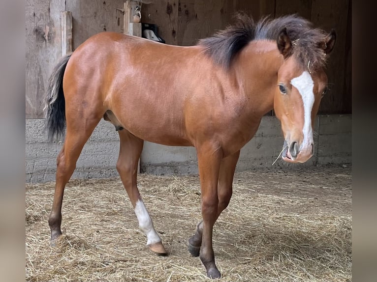 Quarter horse américain Étalon Poulain (04/2026) 155 cm Bai in Adenau