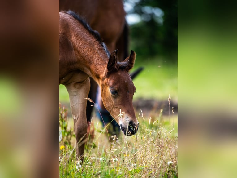 Quarter horse américain Étalon Poulain (06/2024) 155 cm Bai in Montigny sur avre