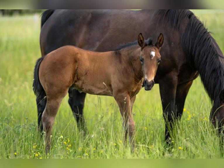 Quarter horse américain Étalon Poulain (04/2026) 155 cm Bai in Straufhain