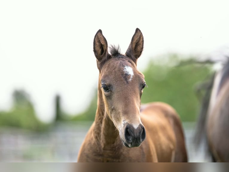 Quarter horse américain Étalon Poulain (04/2026) 155 cm Bai in Straufhain