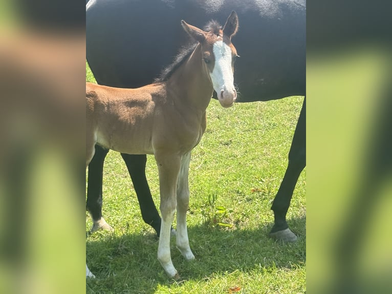 Quarter horse américain Étalon  155 cm Bai in Mannheim