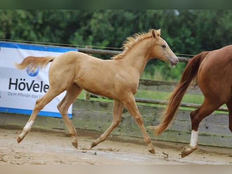 Quarter horse américain Étalon Poulain (04/2025) 155 cm Champagne in Burgheim