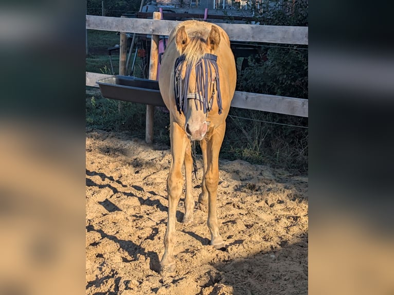 Quarter horse américain Étalon Poulain (02/2026) 155 cm Champagne in Uplengen