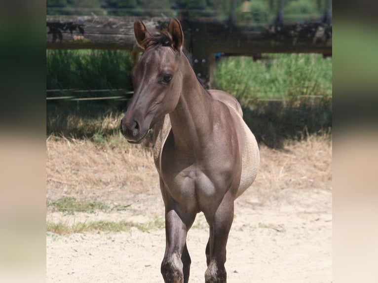 Quarter horse américain Étalon Poulain (05/2024) 155 cm Grullo in Düsseldorf