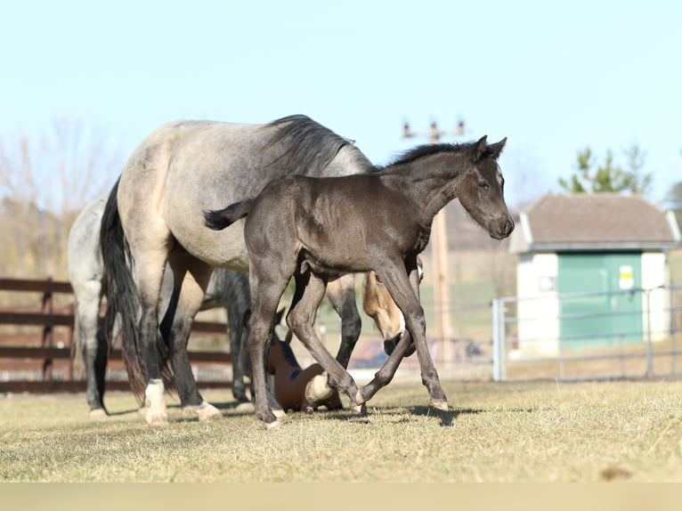 Quarter horse américain Étalon  155 cm Rouan Bleu in Hernstein