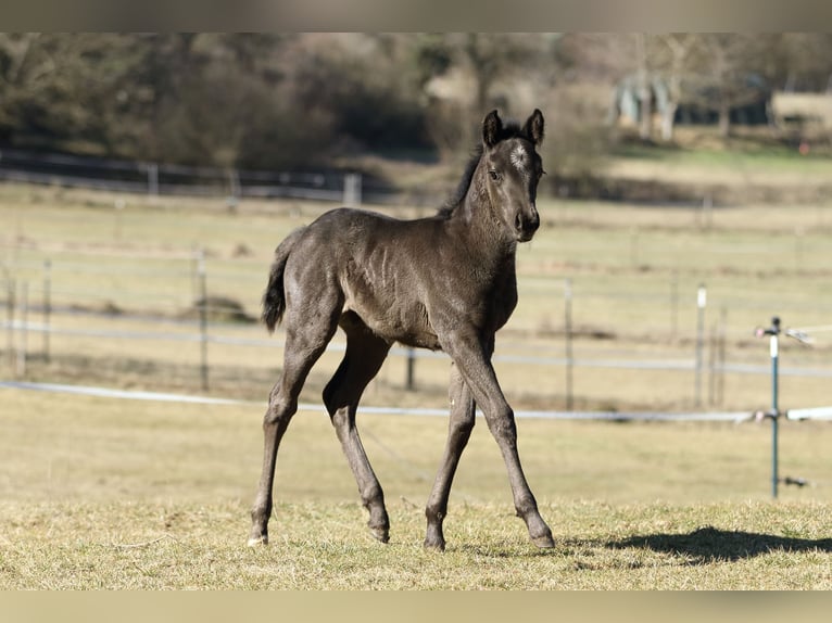 Quarter horse américain Étalon  155 cm Rouan Bleu in Hernstein
