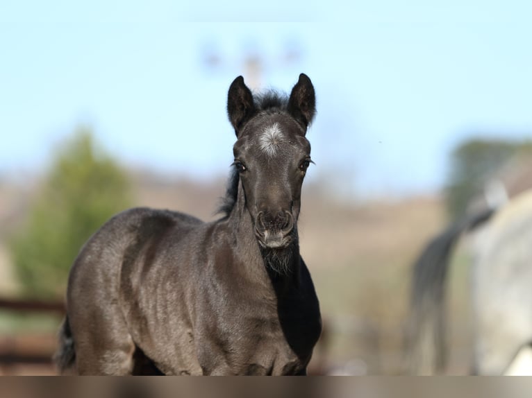 Quarter horse américain Étalon  155 cm Rouan Bleu in Hernstein