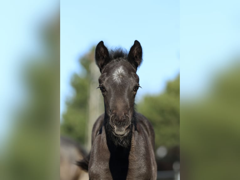 Quarter horse américain Étalon  155 cm Rouan Bleu in Hernstein