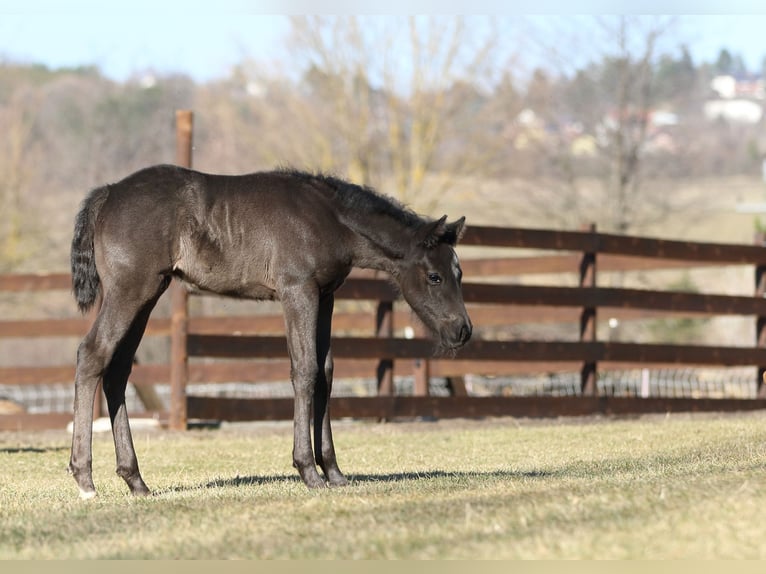 Quarter horse américain Étalon  155 cm Rouan Bleu in Hernstein