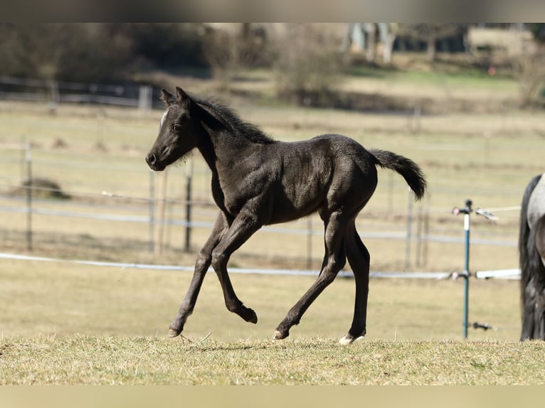 Quarter horse américain Étalon  155 cm Rouan Bleu in Hernstein