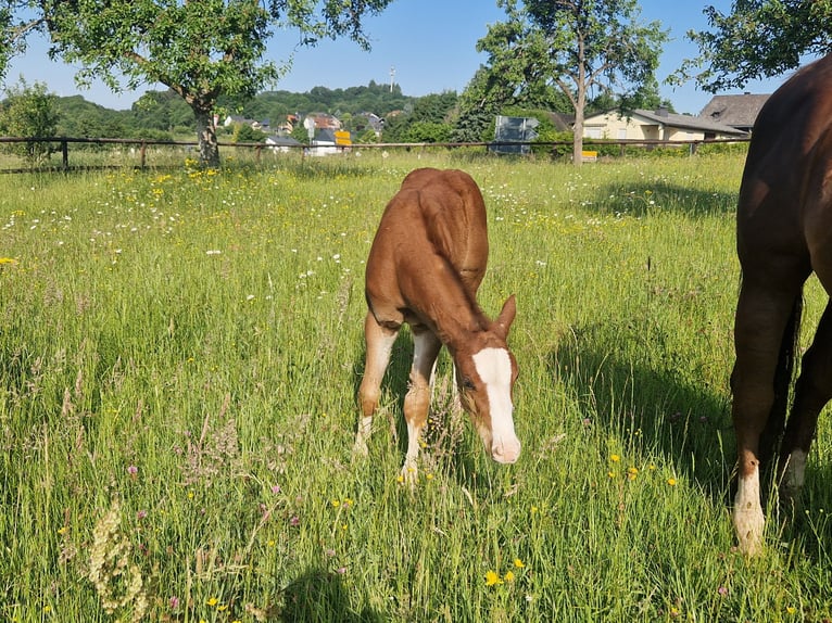 Quarter horse américain Étalon  158 cm Alezan brûlé in Greifenstein