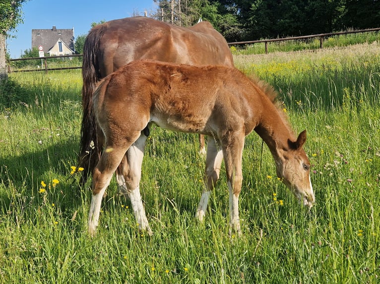 Quarter horse américain Étalon  158 cm Alezan brûlé in Greifenstein